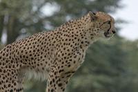 Cjp_2011_08_02_075344 (1).jpg